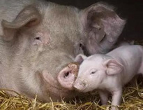 泔水不讓喂豬，舉報(bào)還有獎(jiǎng)，拿什么拯救你？